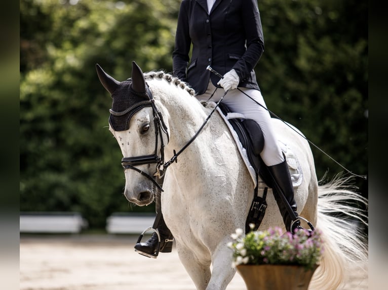 Württemberger Castrone 15 Anni 168 cm Grigio in Nidda