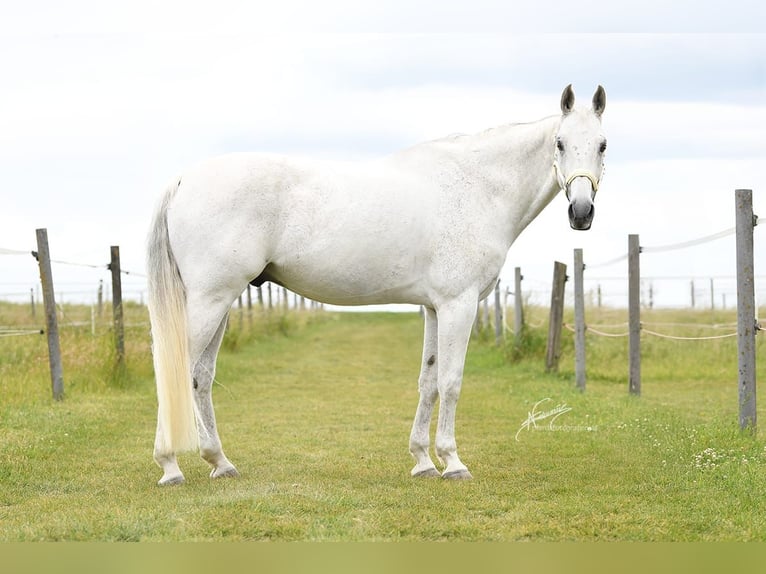 Württemberger Castrone 15 Anni 168 cm Grigio in Nidda