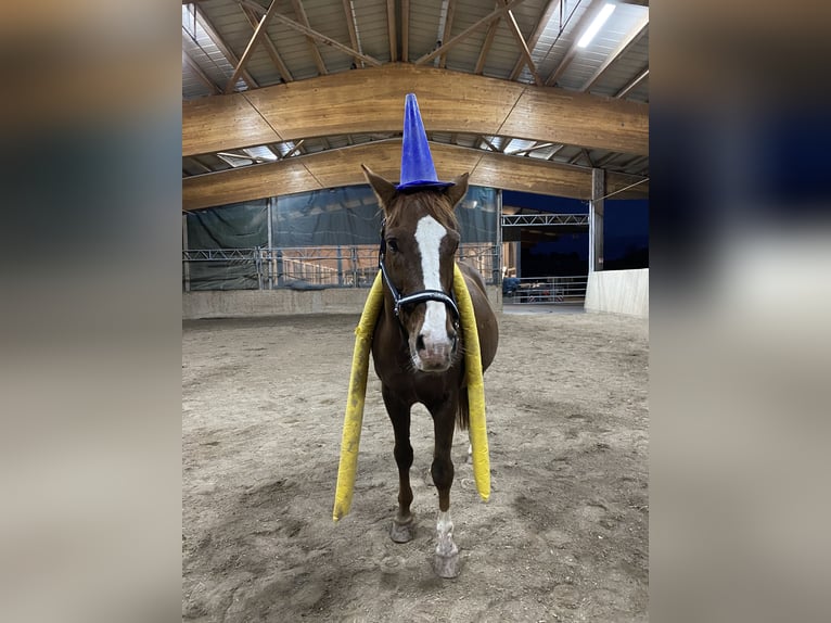 Württemberger Castrone 15 Anni 168 cm Sauro in Sch&#xF6;mberg