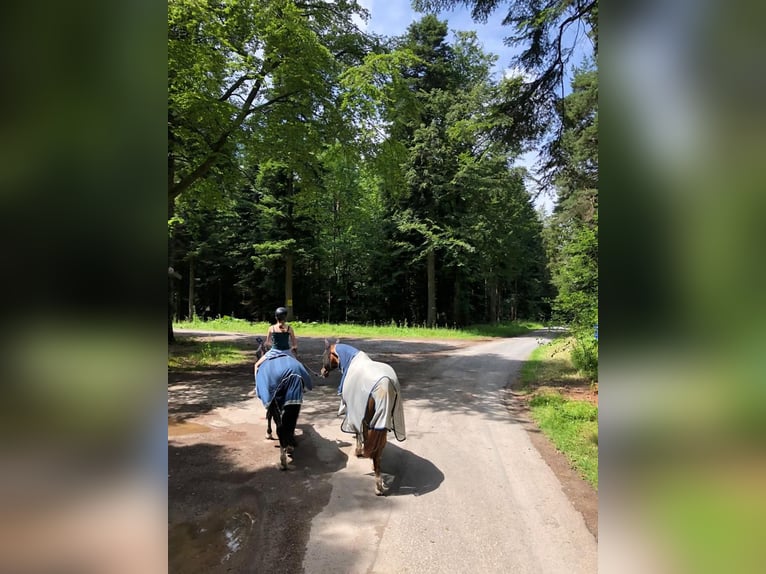 Württemberger Castrone 15 Anni 168 cm Sauro in Sch&#xF6;mberg