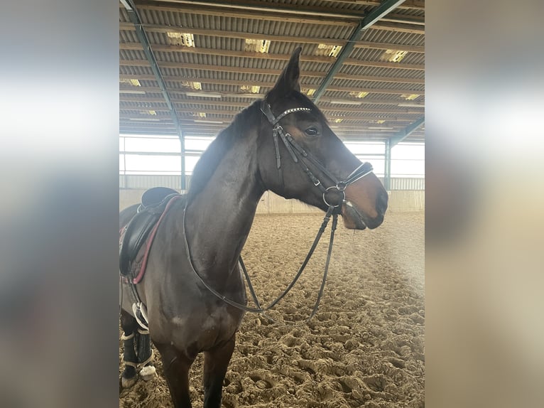 Württemberger Castrone 15 Anni 170 cm Baio scuro in Warendorf