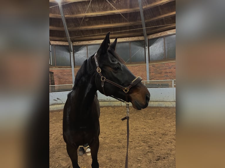 Württemberger Castrone 15 Anni 170 cm Baio scuro in Warendorf