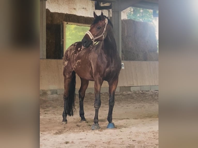 Württemberger Castrone 15 Anni 186 cm Baio in Bruchsal
