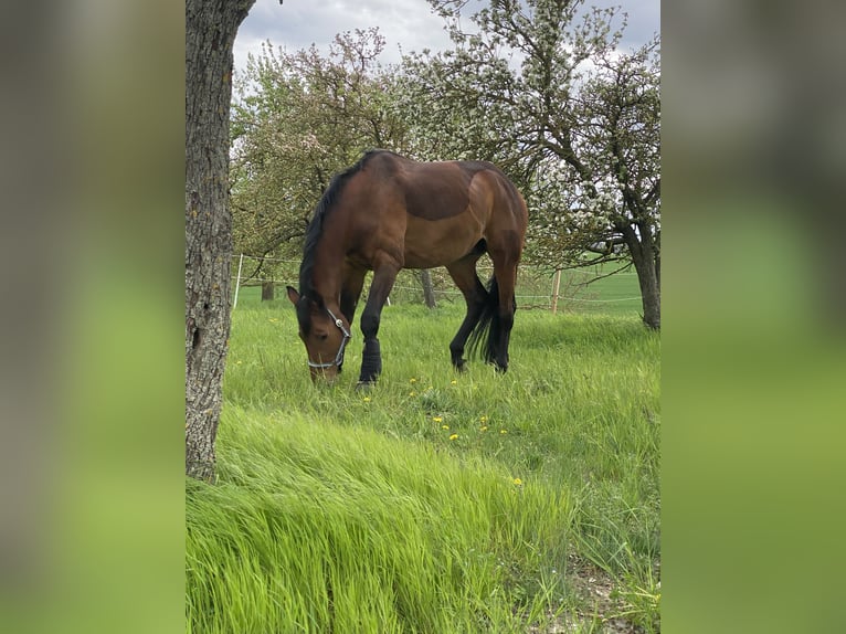 Württemberger Castrone 15 Anni 186 cm Baio in Bruchsal