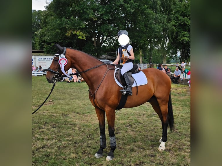 Württemberger Castrone 16 Anni 167 cm Baio in Lauchringen