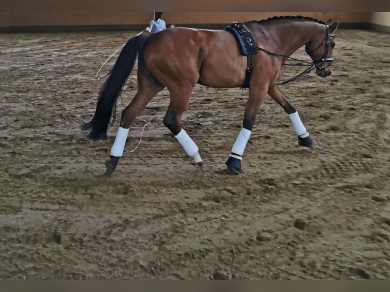 Württemberger Castrone 16 Anni 172 cm Baio in Aalen