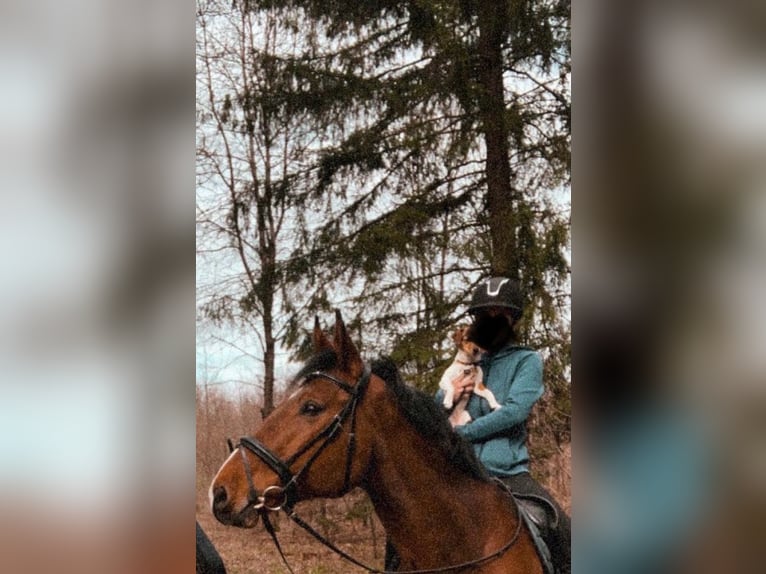 Württemberger Castrone 16 Anni 172 cm Baio in Aalen
