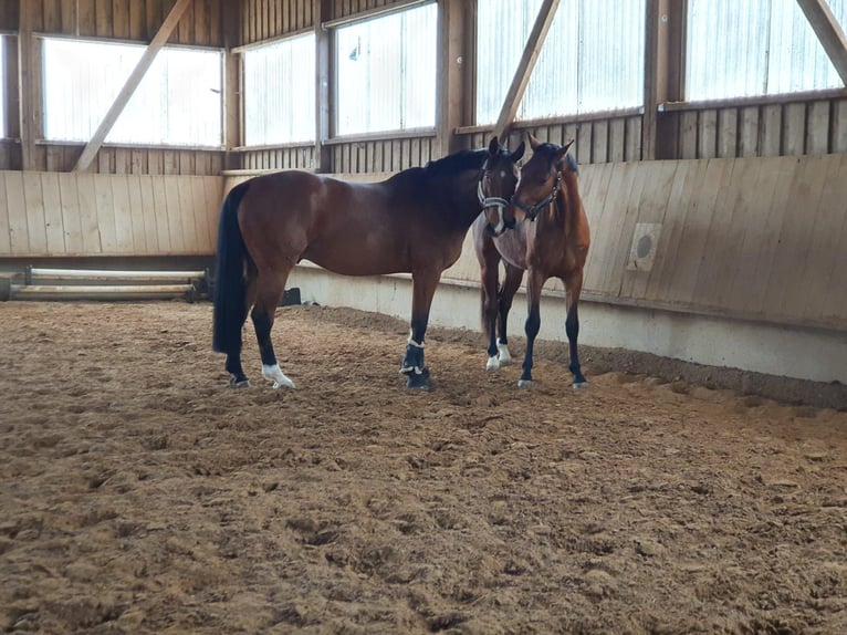 Württemberger Castrone 16 Anni 172 cm Baio in Aalen