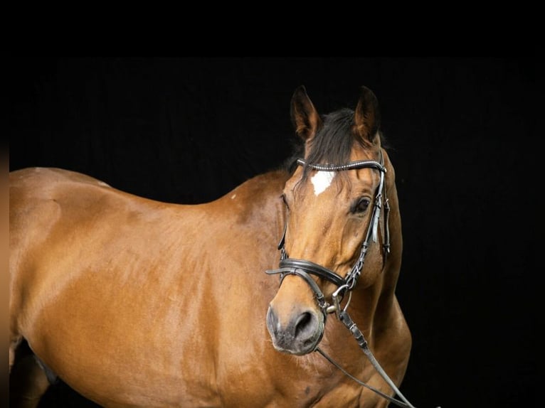 Württemberger Castrone 16 Anni 172 cm Baio in Rudersberg