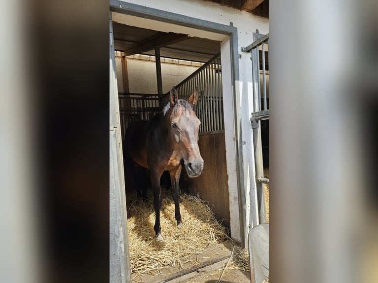 Württemberger Castrone 16 Anni 175 cm Baio in Wernau
