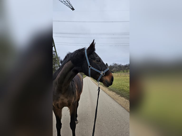 Württemberger Castrone 16 Anni 175 cm Baio in Wernau