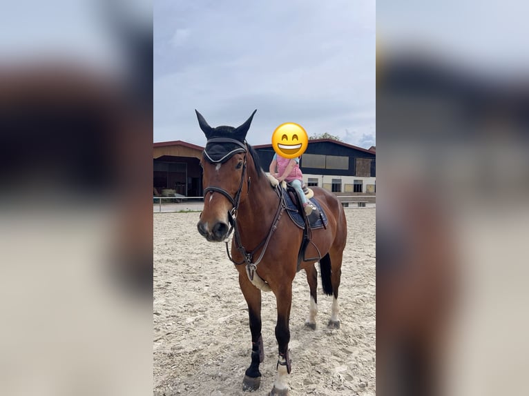 Württemberger Castrone 16 Anni 176 cm  in BiebergemündB