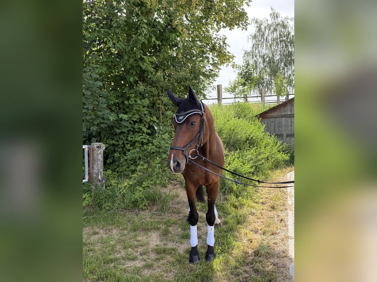 Württemberger Castrone 17 Anni 167 cm Baio in Eppingen