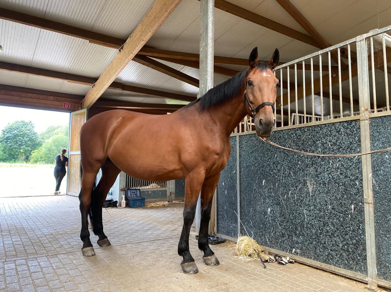 Württemberger Castrone 17 Anni 170 cm Baio in Naumburg