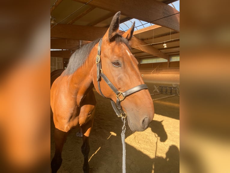 Württemberger Castrone 17 Anni 170 cm Baio in Naumburg