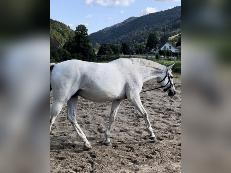Württemberger Castrone 19 Anni 165 cm Grigio trotinato in Simonswald