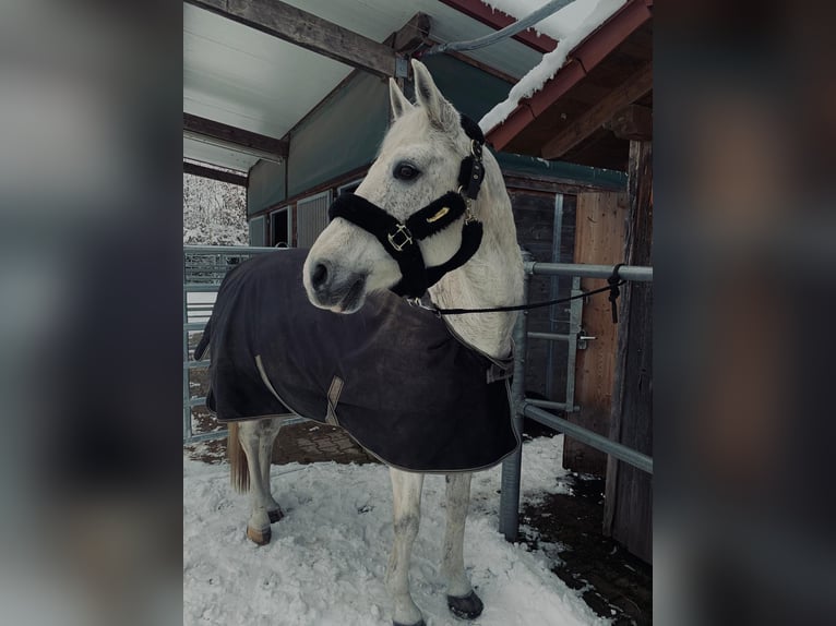 Württemberger Castrone 19 Anni 165 cm Grigio trotinato in Simonswald