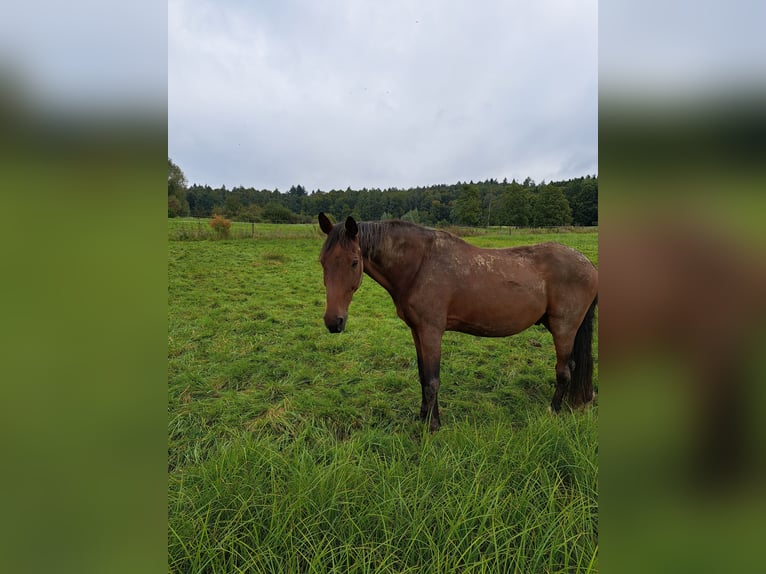 Württemberger Castrone 20 Anni 172 cm Baio in Allensbach