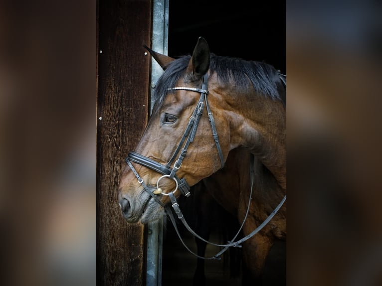 Württemberger Castrone 22 Anni 176 cm Baio scuro in Starnberg