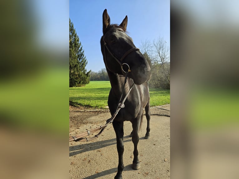 Württemberger Castrone 3 Anni 170 cm Baio nero in Schwäbisch Gmünd