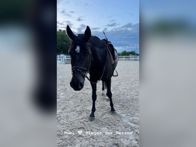 Württemberger Castrone 4 Anni 169 cm Morello in Wangen im Allgäu Württemberger Castrone 4 Anni 169 cm Morello in Wangen im Allgäu