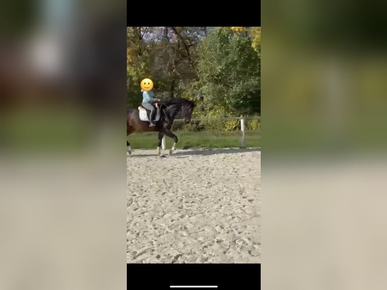 Württemberger Castrone 4 Anni 173 cm Baio scuro in Herbrechtingen