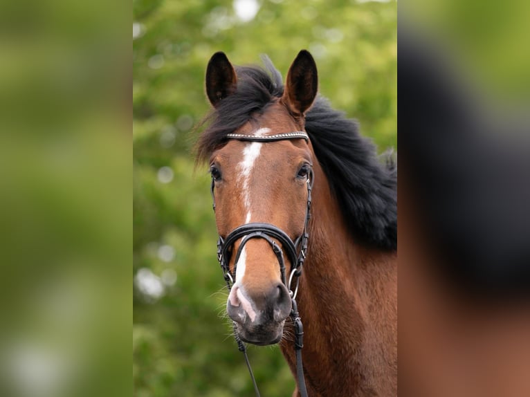 Württemberger Castrone 5 Anni 175 cm Baio in Kirchberg