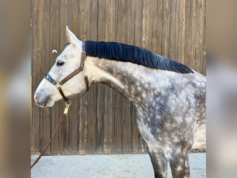 Württemberger Castrone 6 Anni 170 cm Grigio in Biebelried