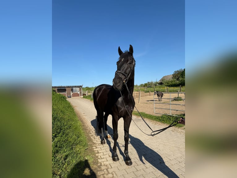 Württemberger Castrone 6 Anni 178 cm Morello in Wiernsheim