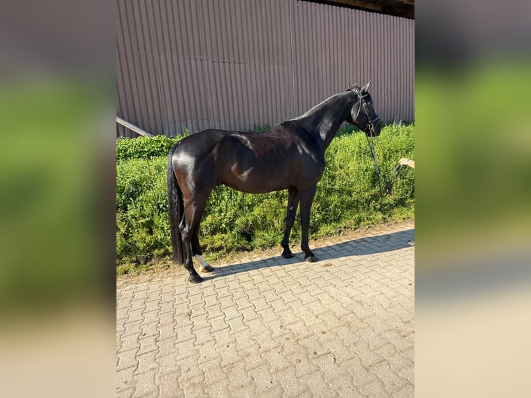 Württemberger Castrone 6 Anni 178 cm Morello in Wiernsheim