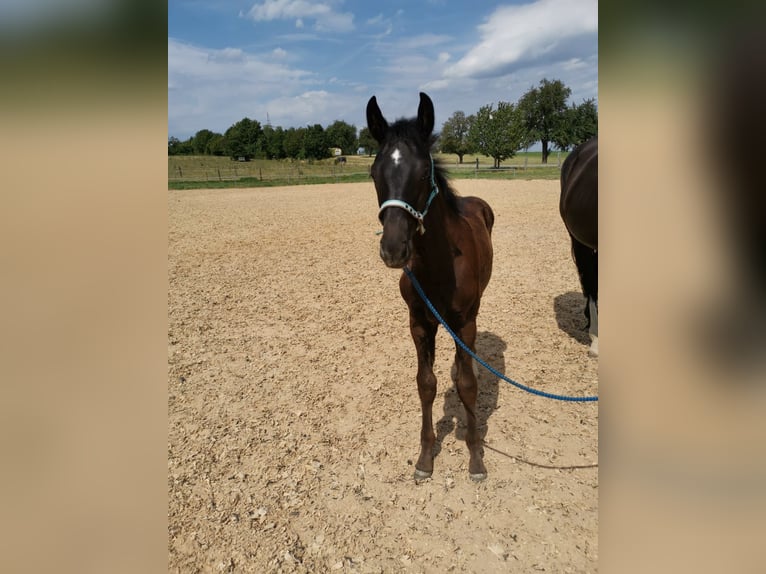 Württemberger Castrone 6 Anni 178 cm Morello in Wiernsheim