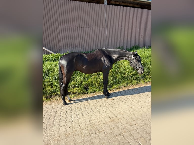 Württemberger Castrone 6 Anni 178 cm Morello in Wiernsheim