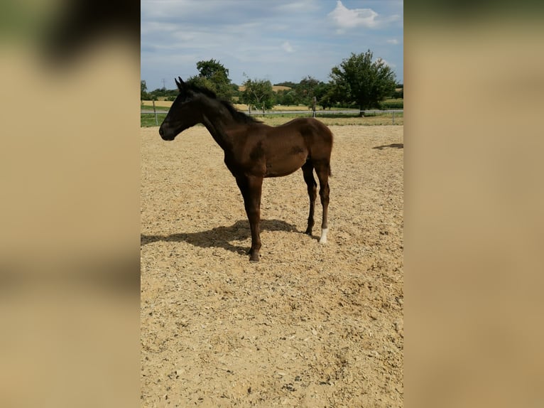 Württemberger Castrone 6 Anni 178 cm Morello in Wiernsheim