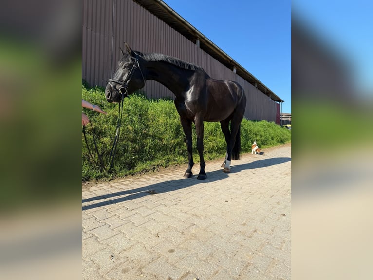 Württemberger Castrone 6 Anni 178 cm Morello in Wiernsheim