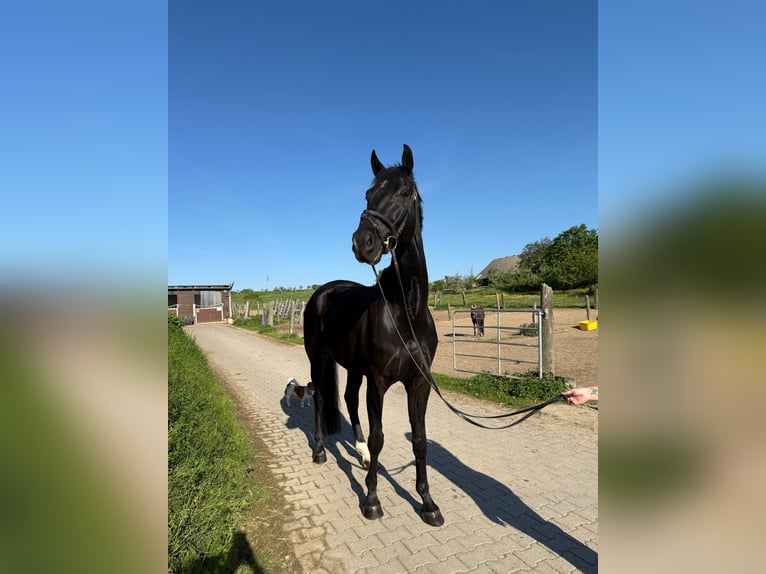 Württemberger Castrone 6 Anni 178 cm Morello in Wiernsheim