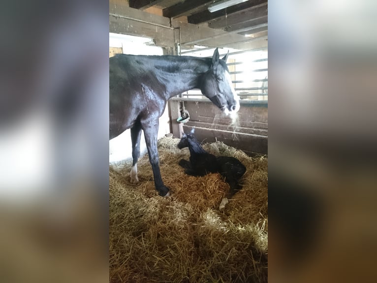 Württemberger Castrone 6 Anni 178 cm Morello in Wiernsheim