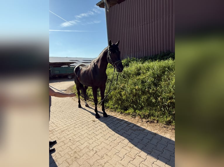 Württemberger Castrone 6 Anni 178 cm Morello in Wiernsheim