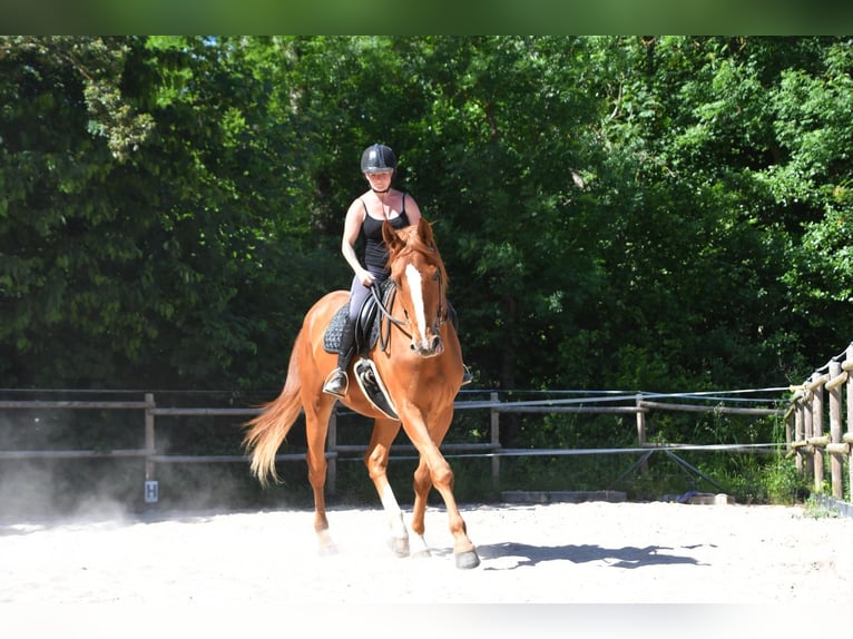 Württemberger Castrone 6 Anni 181 cm Falbo in Neuffen