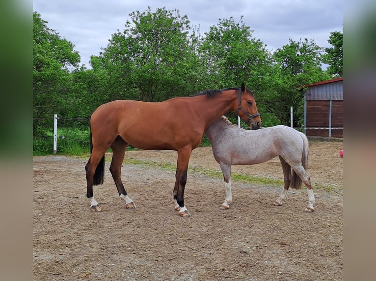 Württemberger Castrone 7 Anni 175 cm  in Pfedelbach