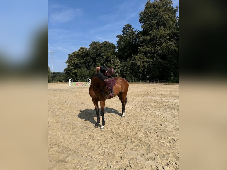 Württemberger Castrone 7 Anni 178 cm Baio in Steinheim