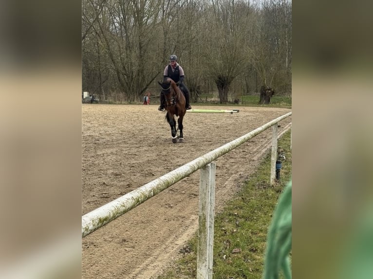 Württemberger Castrone 7 Anni 178 cm Baio in Steinheim