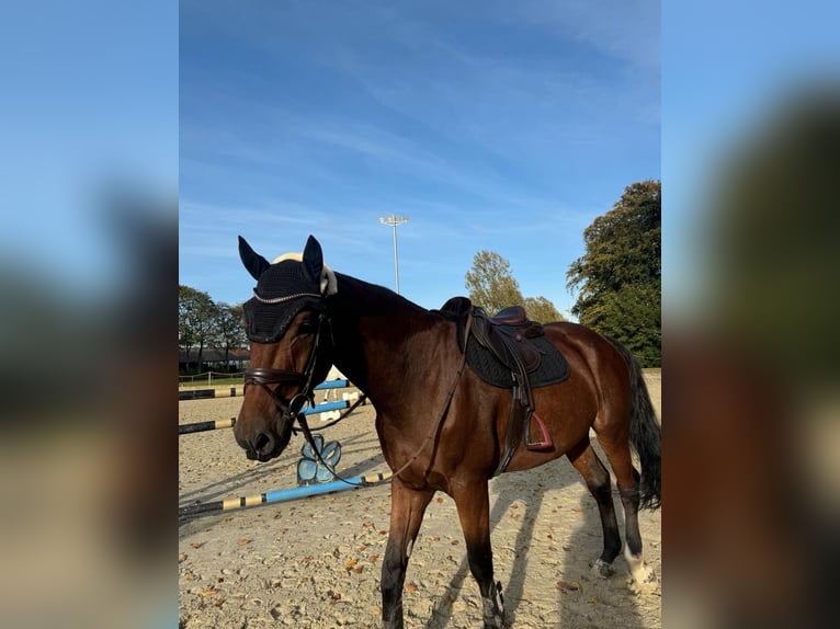 Württemberger Castrone 7 Anni 178 cm Baio in Steinheim