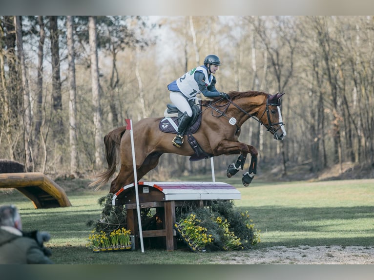 Württemberger Castrone 8 Anni 174 cm Sauro in Allmendingen