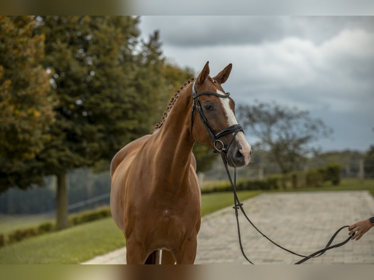 Württemberger Castrone 8 Anni 174 cm Sauro in Allmendingen