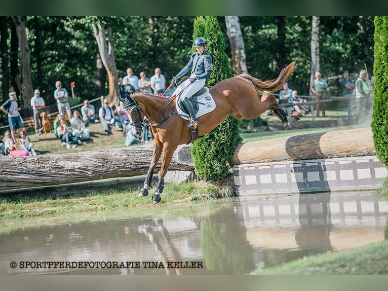 Württemberger Castrone 8 Anni 174 cm Sauro in Allmendingen