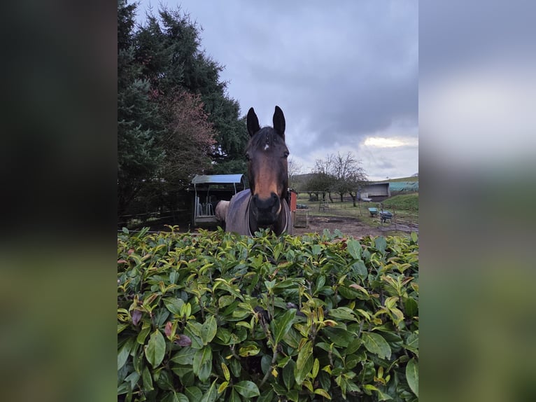 Württemberger Castrone 8 Anni 180 cm Baio in Reichenbach