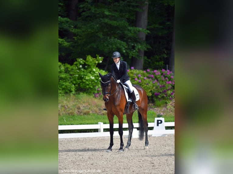 Württemberger Castrone 9 Anni 172 cm Baio in Hosenfeld