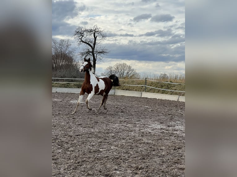 Württemberger Étalon 2 Ans 170 cm Pinto in B&#xFC;hlerzell
