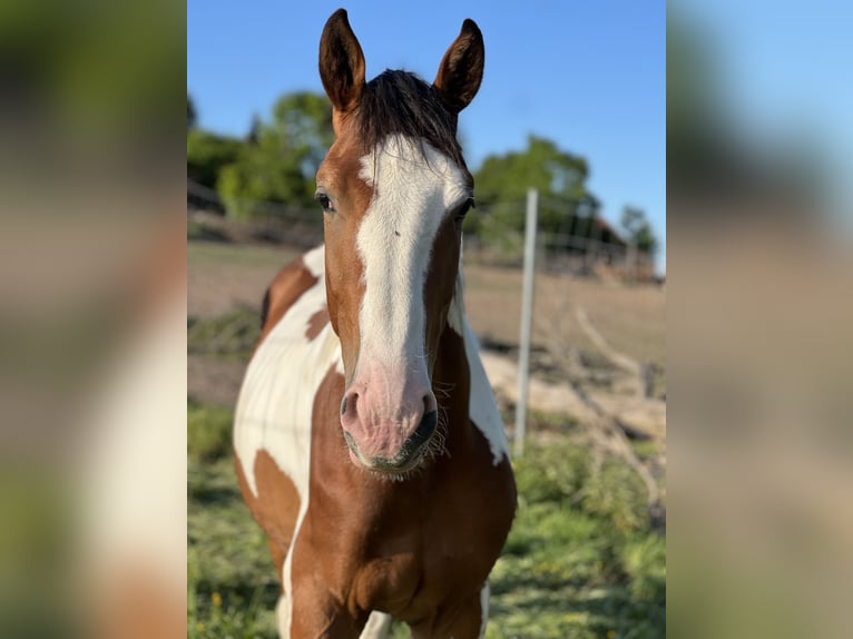 Württemberger Étalon 2 Ans 170 cm Pinto in B&#xFC;hlerzell