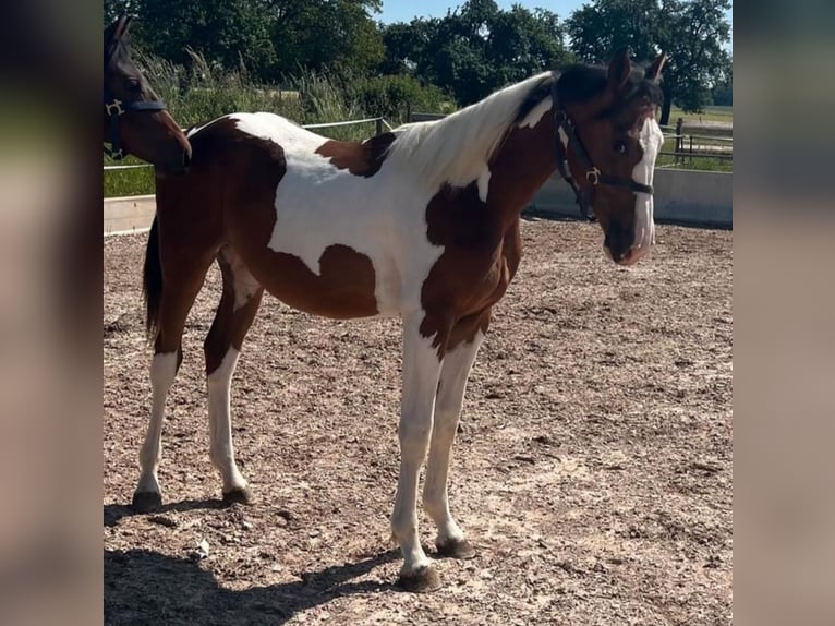 Württemberger Étalon 2 Ans 170 cm Pinto in B&#xFC;hlerzell